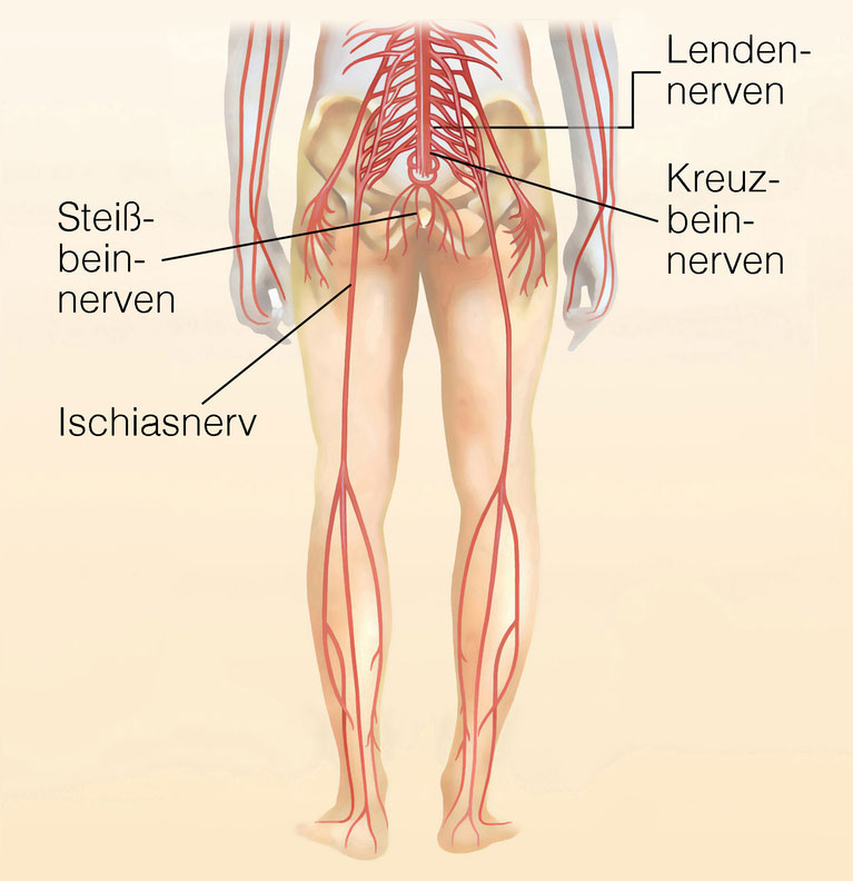 Illustration Nervenbahnen Hüfte und Bein