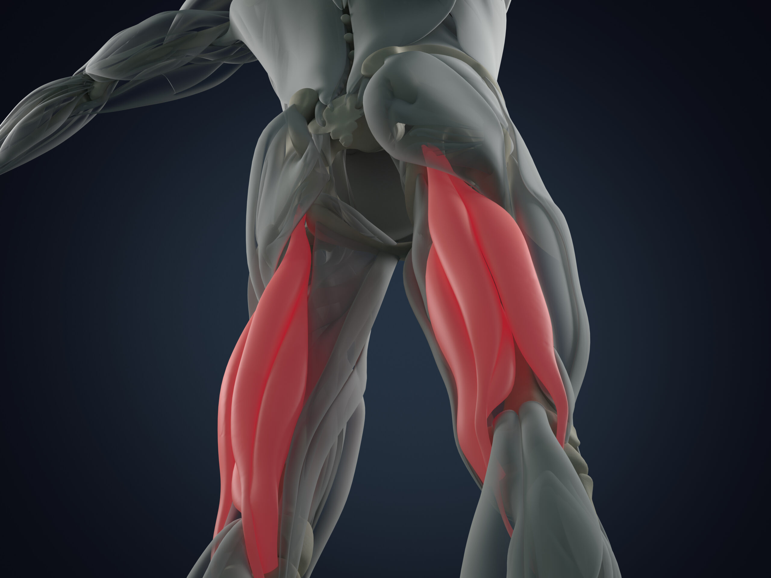 Illustration der beiden Oberschenkelmuskeln